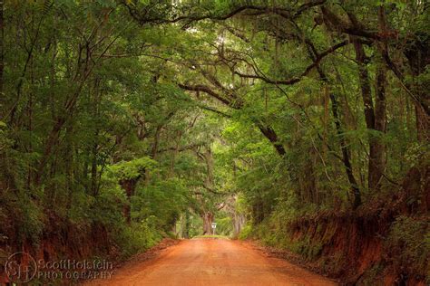 Old Oak Tree on a Red Dirt Road: Dueling Oak 4 Photograph