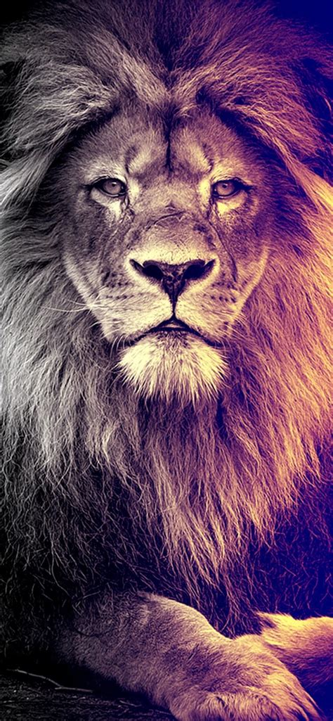 Dope Lion on Dog iPhone Wallpapers Free Download