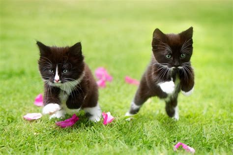 Two tuxedo kittens, cat, grass, kittens, jumping HD wallpaper ...