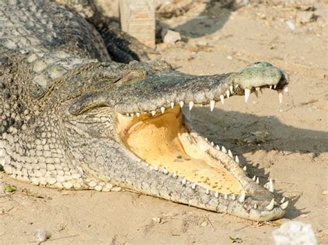 Dental MythBusters: Do Crocodiles Let Birds Clean Their Teeth? | Canyon Gate Dental of Orem