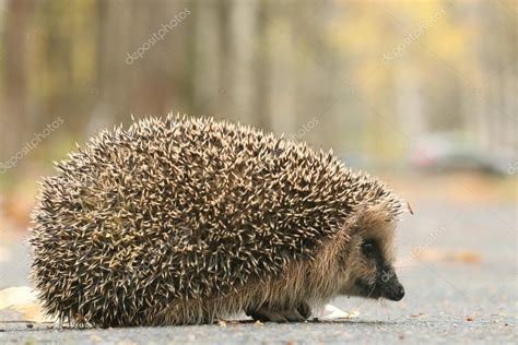 Hedgehog in forest Stock Photo by ©xload 60000099