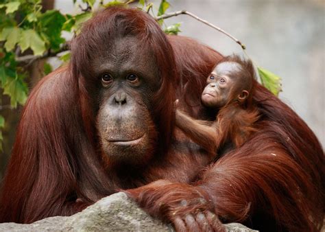 Endangered orangutan brutally slaughtered, hacked to pieces and then eaten by men in Indonesia ...