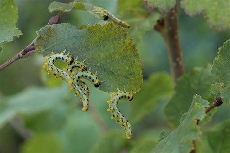 Sawfly larvae