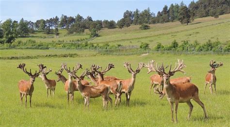 The Demonstration Unit | Deer Farm Demo Project