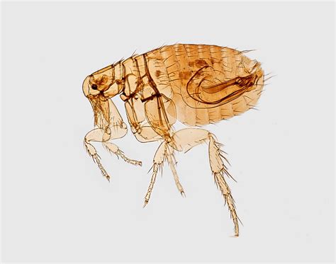 Fleas Under A Microscope