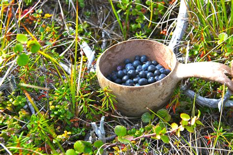 Berries of Northwest Alaska – Alaska Master Gardener Blog