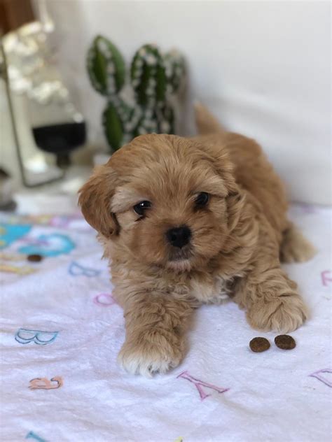 Shih-Poo Puppies For Sale | Selden, NY #307613 | Petzlover