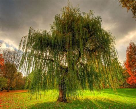 Weeping Willow Wallpapers - Wallpaper Cave