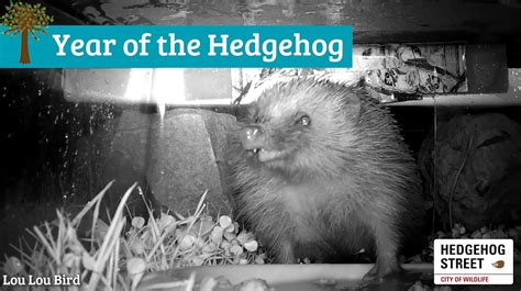 Year of the hedgehog - Hedgehog Street