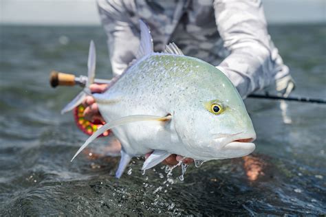 Fly Fishing Bluefin Trevally - The Catch, Facts, Flies, Rods & More