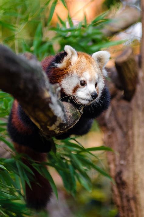 Free Stock Photo of Red Panda hanging on tree | Download Free Images ...