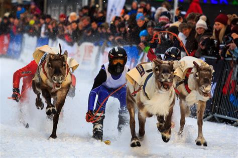 Sami Reindeer Races | An annual event during the Sami festiv… | Flickr