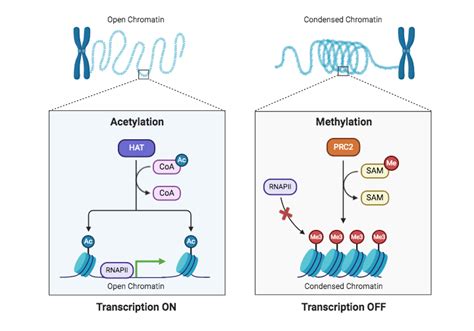 Epigenetics and Gene Expression | BioRender Science Templates