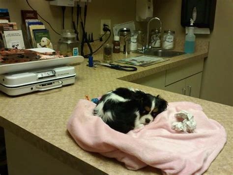 Dutch Fork animal hospital | Puppy at the vet yesterday morn… | Flickr