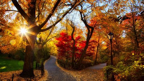 Road Between Fall Autumn Trees With Lamp Post With Sunbeam HD Nature ...