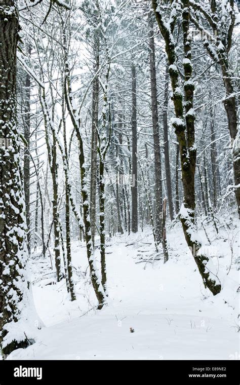 Snowy forest landscape Stock Photo - Alamy