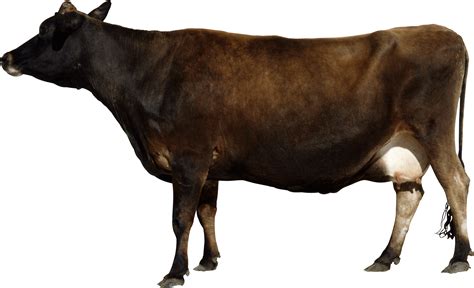Cow PNG image