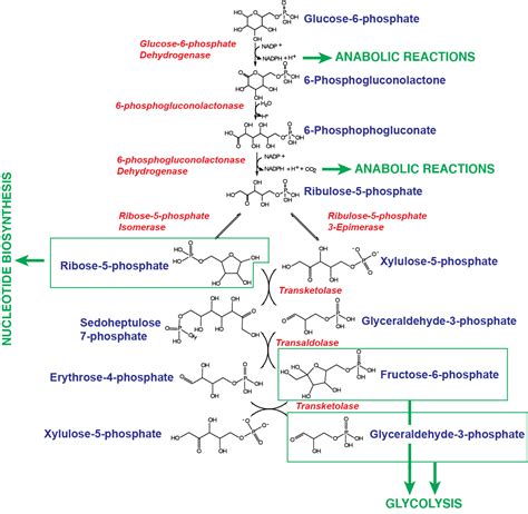 Pentose Phosphate Pathway Mechanism