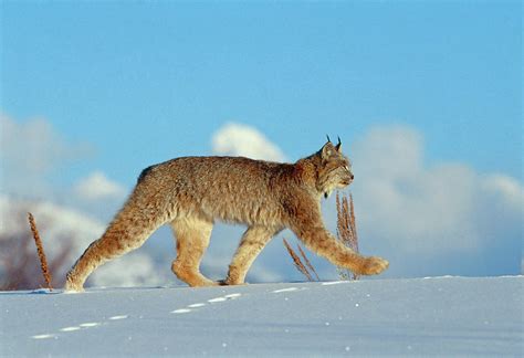 Lynx In Snow Photograph by William Ervin/science Photo Library - Pixels