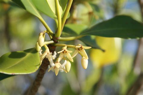 Rhizophora stylosa - Stilted Mangrove