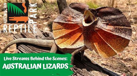 LIVE WITH AUSTRALIAN LIZARDS | AUSTRALIAN REPTILE PARK - YouTube