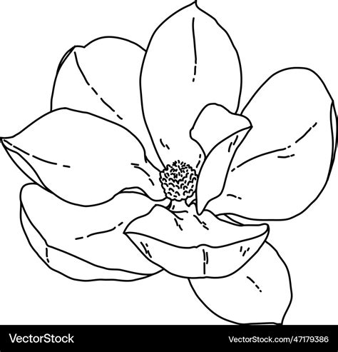 Vector Magnolia Clipart