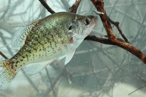 When Do Crappie Spawn and How to Catch Them | Great Days Outdoors