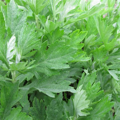 Mugwort Seeds - 0.25 Oz ~79,000 Seeds - Artemisia vulgaris - Medicinal & Herbal Tea Herb ...