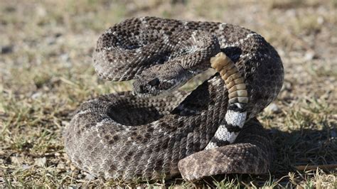 Western diamondback rattlesnakes frequently encountered in Texas