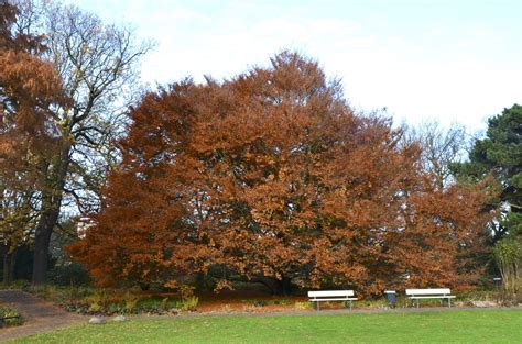 Fagus sylvatica 'Aspleniifolia' | Fern-leaved Beech - Van den Berk Nurseries