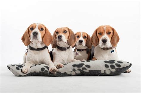 Beagle Family | Dog behavior, Training your dog, Cute dogs