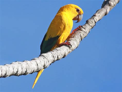 Golden Parakeet - eBird