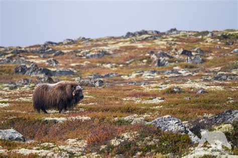 Wild Norway - Fascination Wildlife