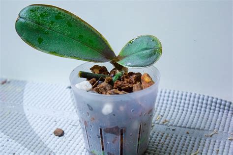Maria's Orchids: Potting the first of the phal keikis