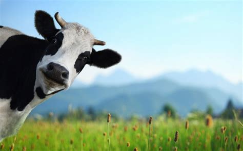 Cow Wallpapers - Top Free Cow Backgrounds - WallpaperAccess