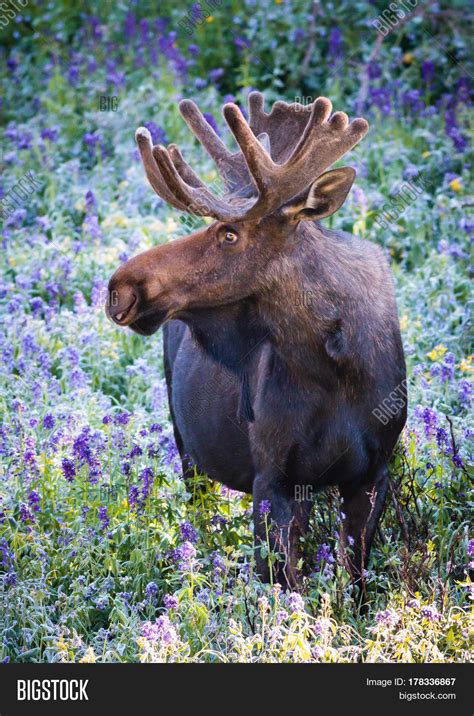 Shiras Moose Colorado Image & Photo (Free Trial) | Bigstock