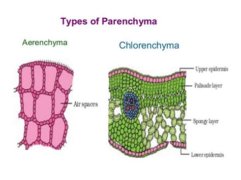 Tissues ppt