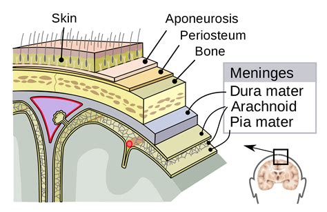 To be a meningeal fibroblast: scRNA-seq transforms our view of cellular ...