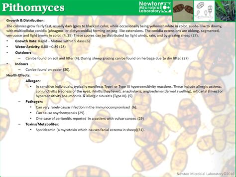 Pithomyces – Newton Microbial Laboratory