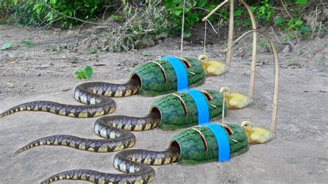 Easy Snake Trap Using From Watermelon & PVC _ Simple DIY Creative Snake Trap That Working 100% ...