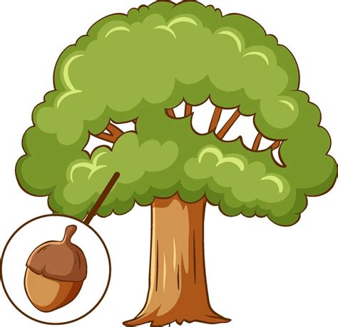 Acorn tree isolated on white background 2088284 Vector Art at Vecteezy