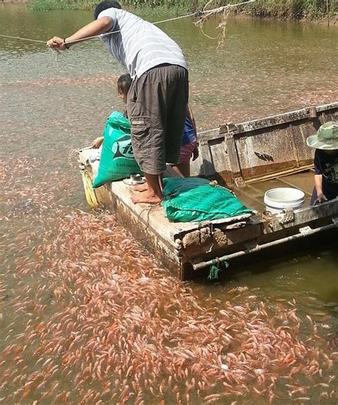 Fish Feed Preparation At Home, Fish Feeding Methods | Agri Farming