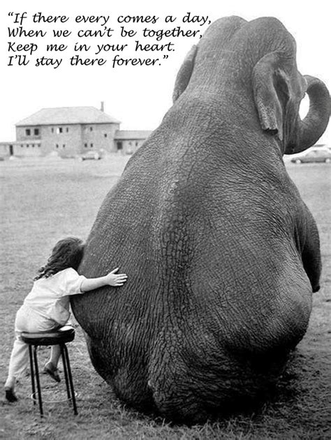 Elephant Man Quotes. QuotesGram