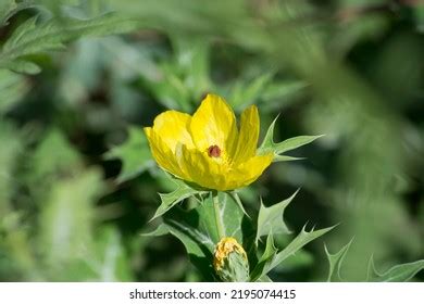 536 Argemone Mexicana Plant Images, Stock Photos & Vectors | Shutterstock