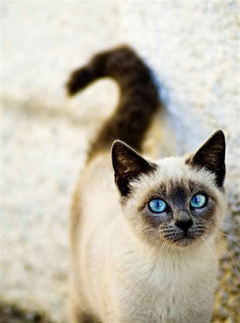 Gatos siameses são uma fofura 😻😻😻 | Cats, Pretty cats, Siamese cats