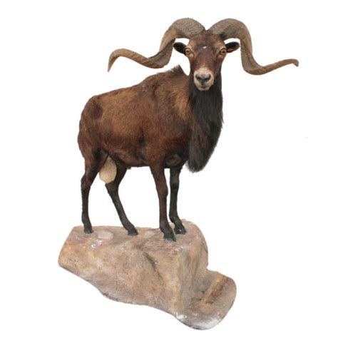 Mouflon Sheep - Taxidermy Mounts for Sale and Taxidermy Trophies for Sale!