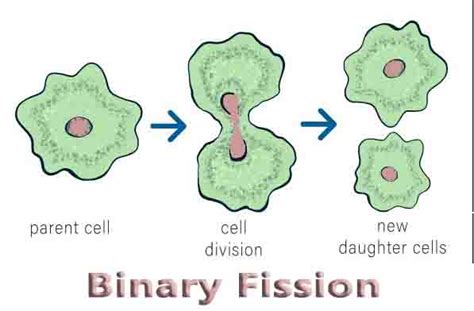 Binary Fission - Study Progression