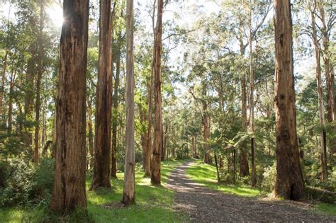 Bushwalking Tips | Visit Yarra Valley & Dandenong Ranges