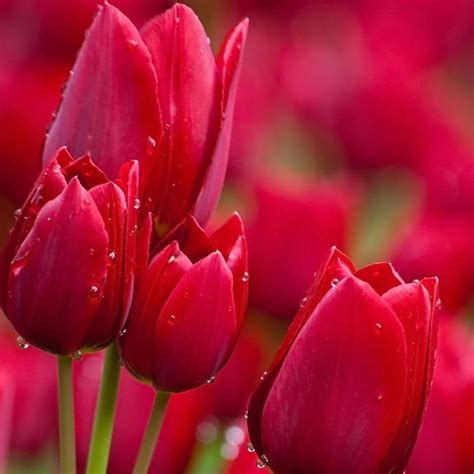 Tulip Strong Love | Buy Tulip Bulbs online | Bulbs Direct NZ