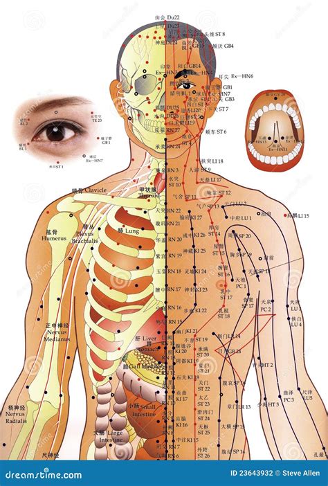 Acupuncture Chart - Chinese Medicine Editorial Photography ...